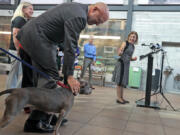 Congresswoman Debbie Wasserman Schultz jokes that Connie, a bully breed mix dog, is stealing the show as she gets pets from Congressman Ted Deutch during a news conference to discuss legislation to make animal abuse a federal crime, at Broward County Animal Care and Adoption in Fort Lauderdale, Florida on Monday, Feb. 4, 2019. Deutch is leading a bipartisan effort to get the Centers for Disease Control and Prevention to reevaluate its ban on importing dogs to the U.S. from 113 countries because of rabies fears.