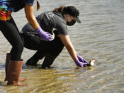 Sam Christie, (right) of UC Davis Oiled Wildlife Care Network releases a ruddy duck, and Kylie Clatterbuck, (left) of International Bird Rescue releases an eared grebe, into Huntington Harbor on Wednesday, Oct. 13, 2021. The two birds were picked up during the recent oil spill off of Huntington Beach shores and rehabilitated.