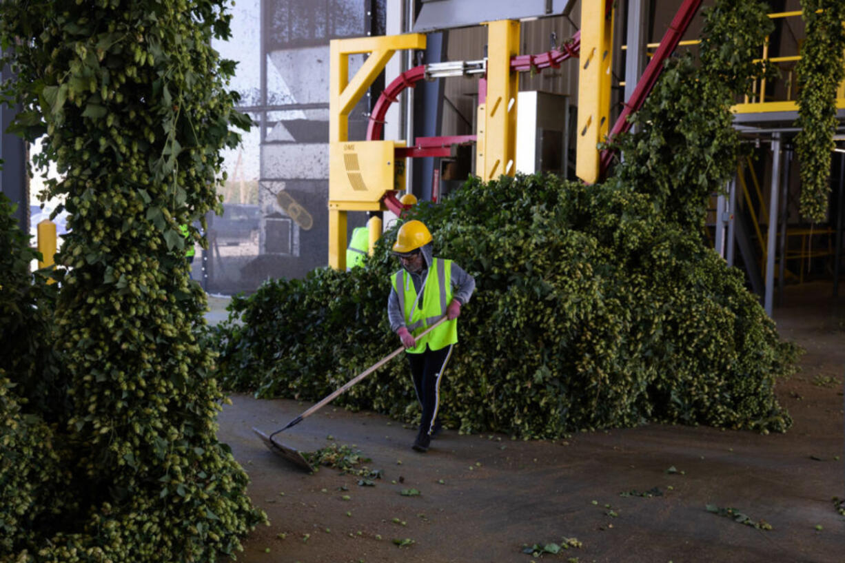 Romina Atzin sweeps up harvested hops at Perrault Farms in Toppenish in Yakima County on Sept. 16. Washington has 71 percent of the more than 60,000 acres of hops planted in the U.S. as of June. Nearly all of that acreage is in the Yakima Valley. (Matt M.