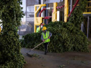 Romina Atzin sweeps up harvested hops at Perrault Farms in Toppenish in Yakima County on Sept. 16. Washington has 71 percent of the more than 60,000 acres of hops planted in the U.S. as of June. Nearly all of that acreage is in the Yakima Valley. (Matt M.