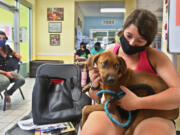 Sarah Logar, 23, Tampa, Fla., spends time July 15, 2020, with her new dog after she adopted the animal from the Humane Society of Tampa Bay, Tampa, Fla. Adoptions are up during the coronavirus pandemic. A year later, he's family.