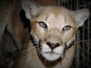 P-99, a female mountain lion estimated at 2 to 3 years, old found in the western portion of the Santa Monica Mountains in California.