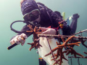 Scientists collected coral fragments from nurseries along the Florida coast and placed them in tanks to measure how much heat they could take.