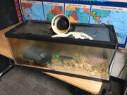 Quick-acting school staff and firefighters prevented a terrarium fire from spreading inside a classroom at North Fork Elementary School in Woodland on Friday morning, saving the resident snake.