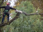 A tree service worker cuts limbs that are threatening power lines at a residence on Milk Rd. NE in Woodinville, Wash., in an area without power Monday, Oct. 25, 2021.