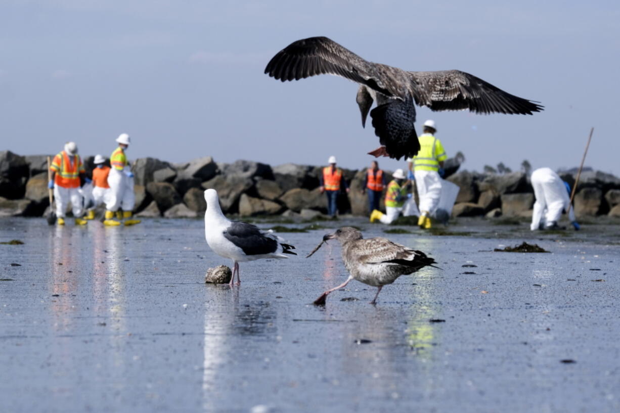 Birds are seen as workers in protective suits clean the contaminated beach after an oil spill in Newport Beach, Calif., on Wednesday, Oct. 6, 2021. A major oil spill off the coast of Southern California fouled popular beaches and killed wildlife while crews scrambled Sunday, to contain the crude before it spread further into protected wetlands. (AP Photo/Ringo H.W.