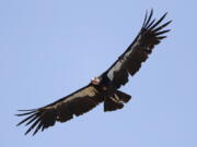 A California condor takes flight in the Ventana Wilderness east of Big Sur, Calif. Endangered California condors can have "'virgin births," according to a study released Thursday.