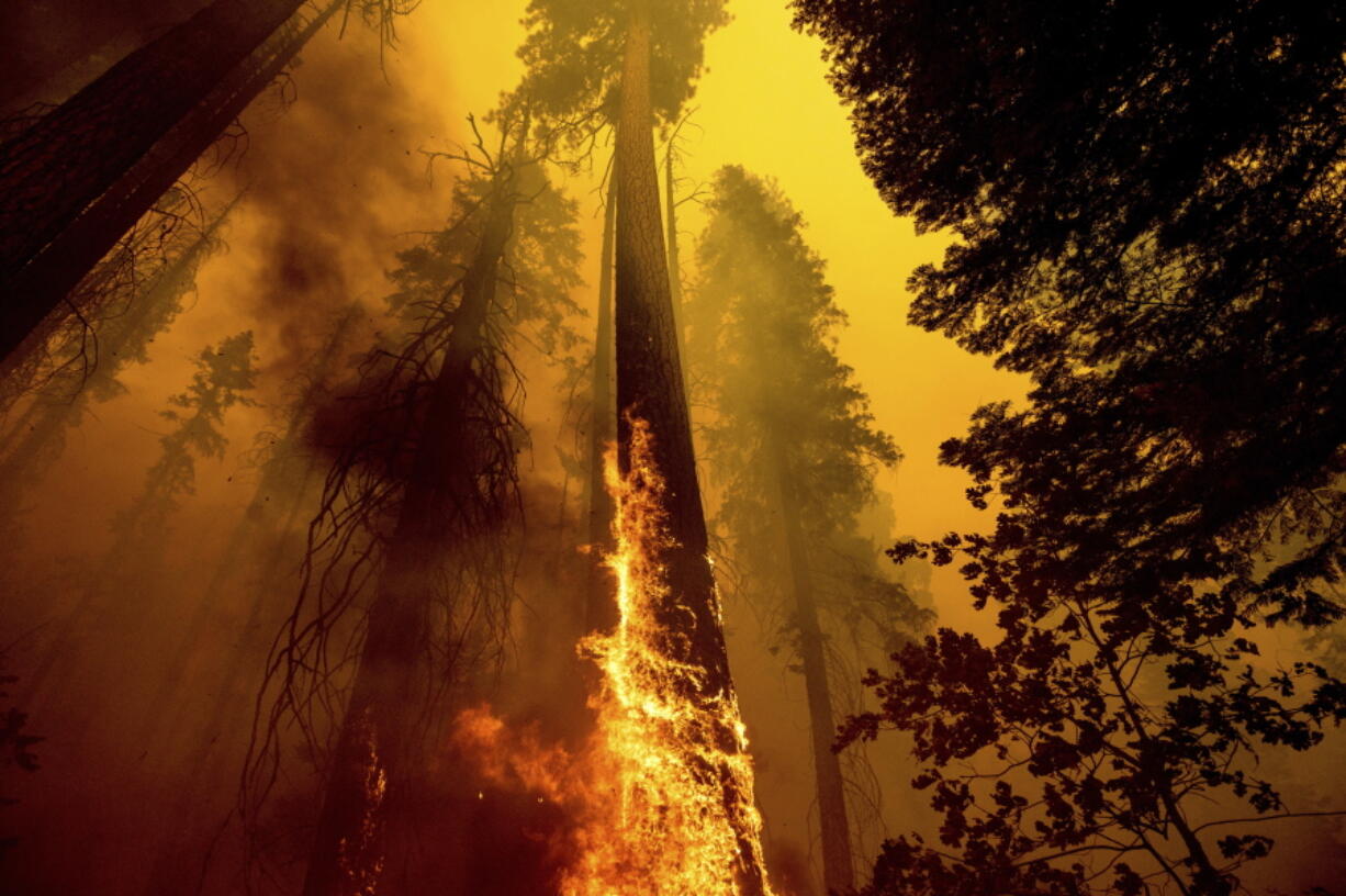 FILE - In this Sunday, Sept. 19, 2021 file photo, Flames burn up a tree as part of the Windy Fire in the Trail of 100 Giants grove in Sequoia National Forest, Calif. Northern California wildfires may have killed hundreds of giant sequoias as they swept through groves of the majestic monarchs in the Sierra Nevada, an official said Wednesday.