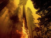 FILE - In this Sunday, Sept. 19, 2021 file photo, Flames burn up a tree as part of the Windy Fire in the Trail of 100 Giants grove in Sequoia National Forest, Calif. Northern California wildfires may have killed hundreds of giant sequoias as they swept through groves of the majestic monarchs in the Sierra Nevada, an official said Wednesday.