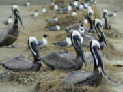 Brown pelicans nest among laughing gulls on Rabbit Island in southwest Louisiana.