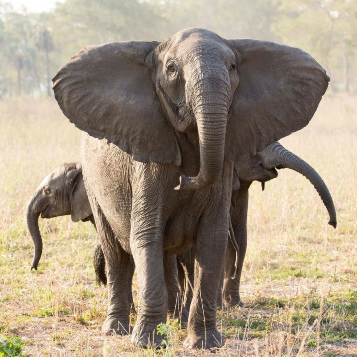 A tuskless elephant matriarch with her two calves in the Gorongosa National Park in Mozambique.