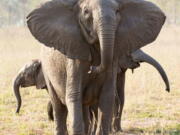 A tuskless elephant matriarch with her two calves in the Gorongosa National Park in Mozambique.