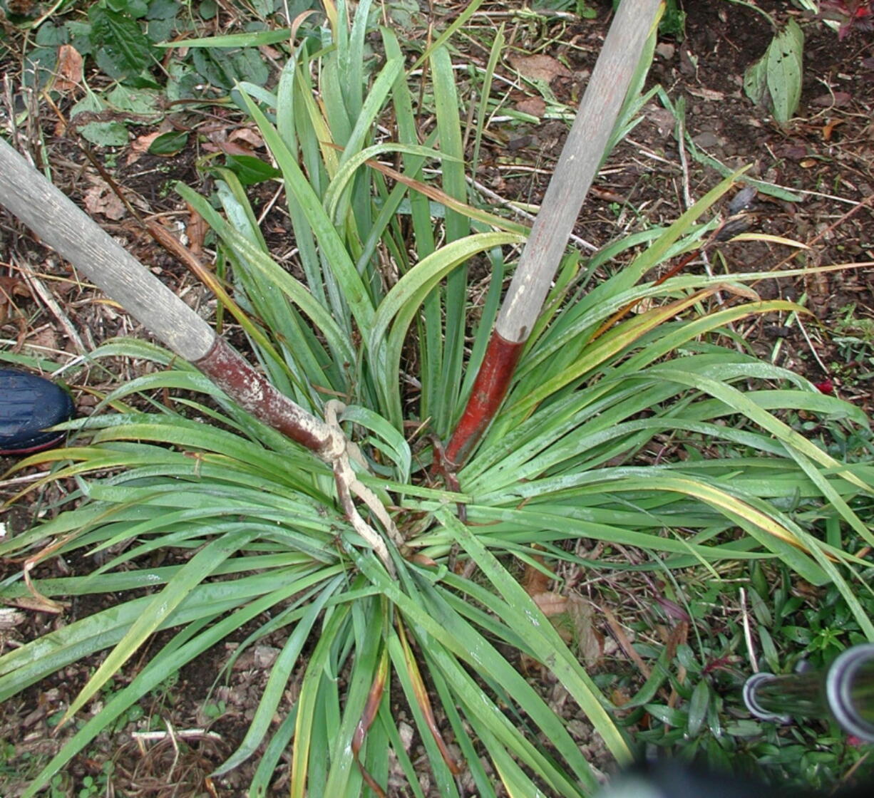 Overgrown clumping perennials such as iris can be rejuvenated and brought down to size by dividing the clumps into smaller pieces for planting (and giving away).