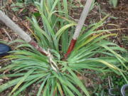 Overgrown clumping perennials such as iris can be rejuvenated and brought down to size by dividing the clumps into smaller pieces for planting (and giving away).