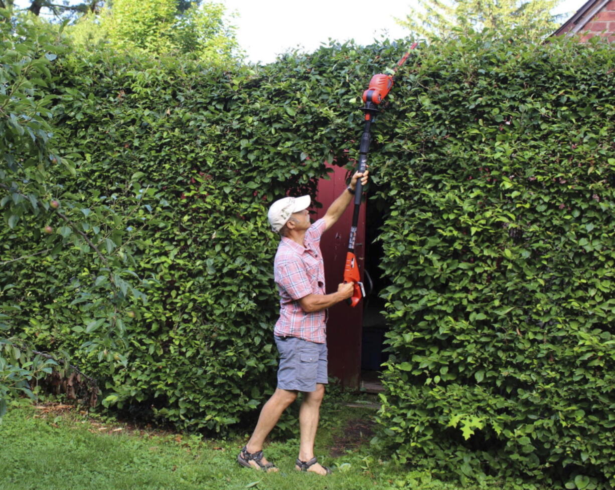 A tall hedge being pruned in New Paltz, NY.