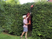 A tall hedge being pruned in New Paltz, NY.