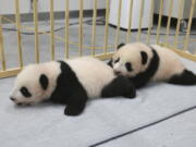 This photo released by Tokyo Zoological Park Society shows giant panda twins, male Xiao Xiao, left, and female Lei Lei, 103 days after they were born at Ueno Zoo in Tokyo Monday, Oct. 4, 2021. The twin cubs, which were palm-size pink creatures when born on June 23, got their names Friday, Oct. 8, 2021, chosen from hundreds of thousands of suggestions sent from fans around the country.