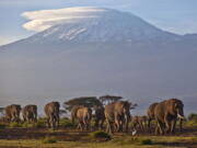 FILE - In this Monday, Dec. 17, 2012 file photo, a herd of adult and baby elephants walks in the dawn light as the highest mountain in Africa, Mount Kilimanjaro in Tanzania, sits topped with snow in the background, seen from Amboseli National Park in southern Kenya. Africa's rare glaciers will disappear in the next two decades because of climate change, a new report warned Tuesday, Oct. 19, 2021 amid sweeping forecasts of pain for the continent that contributes least to global warming but will suffer from it most.