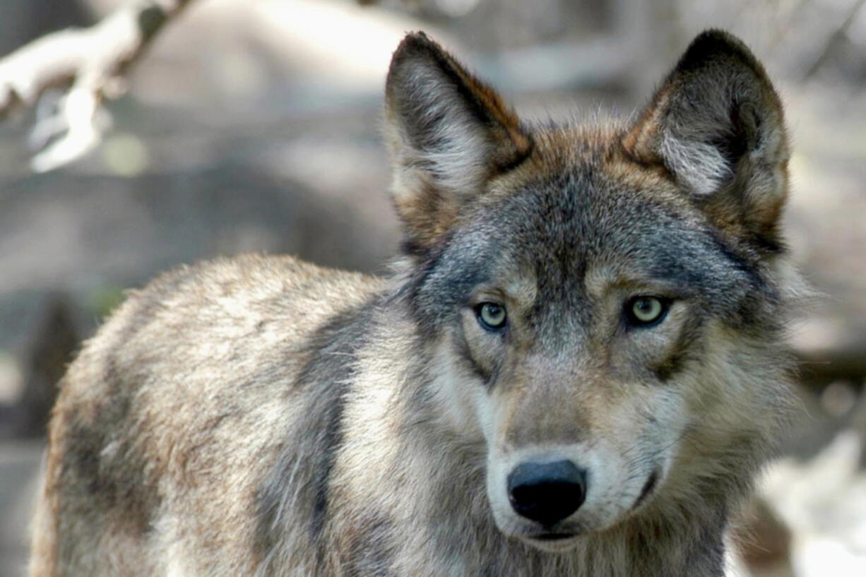 FILE - This July 16, 2004, file photo shows a gray wolf at the Wildlife Science Center in Forest Lake, Minn. The Biden administration said Wednesday, Sept. 15, 2021, that federal protections may need to be restored for gray wolves in the western U.S. after Republican-backed state laws made it much easier to kill the predators.