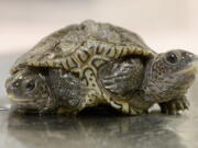 A two-headed diamondback terrapin is weighed at the Birdsey Cape Wildlife Center on Oct. 9 in Barnstable, Mass.