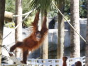 Menari, a critically endangered Sumatran orangutan, climbs in her enclosure Sept. 25, 2015, at the Audubon Zoo in New Orleans. Menari is pregnant with twins.