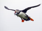 A puffin prepares to land with a bill full of fish on Eastern Egg Rock off the Maine coast.