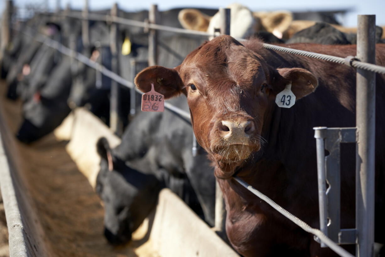 FILE - In this June 10, 2020 file photo, cattle occupy a feedlot in Columbus, Neb. Frustrated with persistently low prices, ranchers and others in the beef industry are moving to reverse decades of consolidation and planning to open new slaughterhouses. The plants will be smaller than those owned by the four beef company giants that now slaughter over 80% of the nation's cattle. That has led to some skepticism about whether the new plants will succeed.