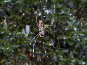 The joro spider, a large spider native to East Asia, is seen in Johns Creek, Ga., on Sunday, Oct. 24, 2021. The spider has spun its thick, golden web on power lines, porches and vegetable patches all over north Georgia this year - a proliferation that has driven some unnerved homeowners indoors and prompted a flood of anxious social media posts.