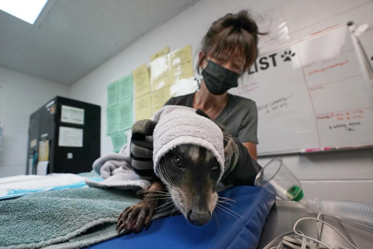 Dana Fasolette uses a towel to hold a raccoon under treatment for burns Oct. 2 at the Gold Country Wildlife Rescue in Auburn, Calif. As wildfires die down in the far Western United States, wildlife centers are still caring for animals that were injured or unable to flee the flames.