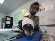 Dana Fasolette uses a towel to hold a raccoon under treatment for burns Oct. 2 at the Gold Country Wildlife Rescue in Auburn, Calif. As wildfires die down in the far Western United States, wildlife centers are still caring for animals that were injured or unable to flee the flames.