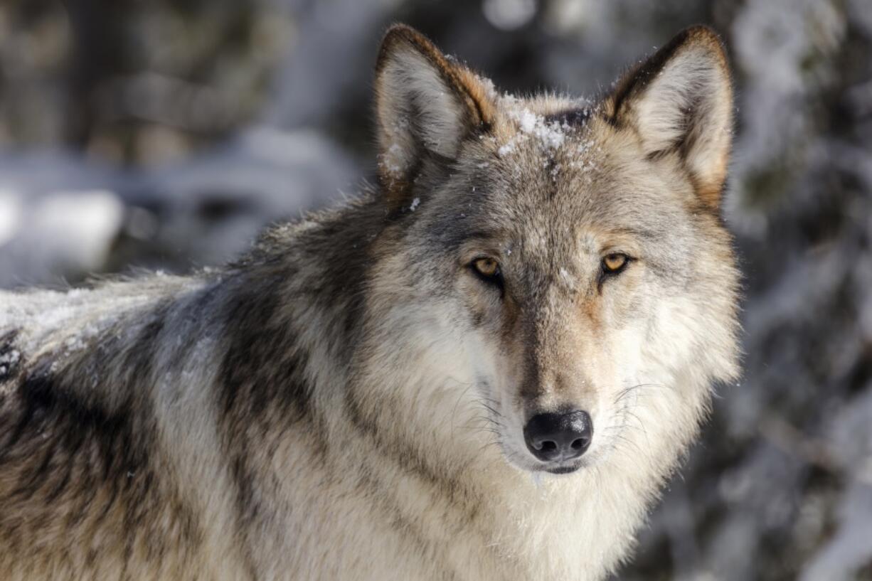 FILE - This Nov. 7, 2017 file photo provided by the National Park Service shows a wolf in Yellowstone National Park, Wyo. State officials have agreed to reimburse hunters and trappers up to $200,000 for killing wolves in Idaho. The Idaho Department of Fish and Game late last month entered into an agreement with the nonprofit Foundation for Wildlife Management to pay the expenses incurred for killing wolves from July 1 through June 30, 2022. (Jacob W.