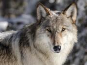 FILE - This Nov. 7, 2017 file photo provided by the National Park Service shows a wolf in Yellowstone National Park, Wyo. State officials have agreed to reimburse hunters and trappers up to $200,000 for killing wolves in Idaho. The Idaho Department of Fish and Game late last month entered into an agreement with the nonprofit Foundation for Wildlife Management to pay the expenses incurred for killing wolves from July 1 through June 30, 2022. (Jacob W.