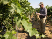 Dick Boushey, owner of Boushey Vineyards in the Yakima Valley, harvests grapes on Aug, 31, 2021. Boushey has been growing wine grapes in Yakima and Benton counties for more than 40 years. (Matt M.