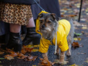 Yogi, a therapy dog dressed for the rain, takes in the view Saturday at the Vancouver Farmers Market. Hannah Tullar, Yogi's owner, said he doesn't often get to be around so many people.