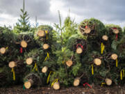 A sapling grows between precut Christmas trees earlier this month at The Tree Wisemans east of Ridgefield. Owner Bruce Wiseman said the trees were headed to the Ridgefield Lion's Club.