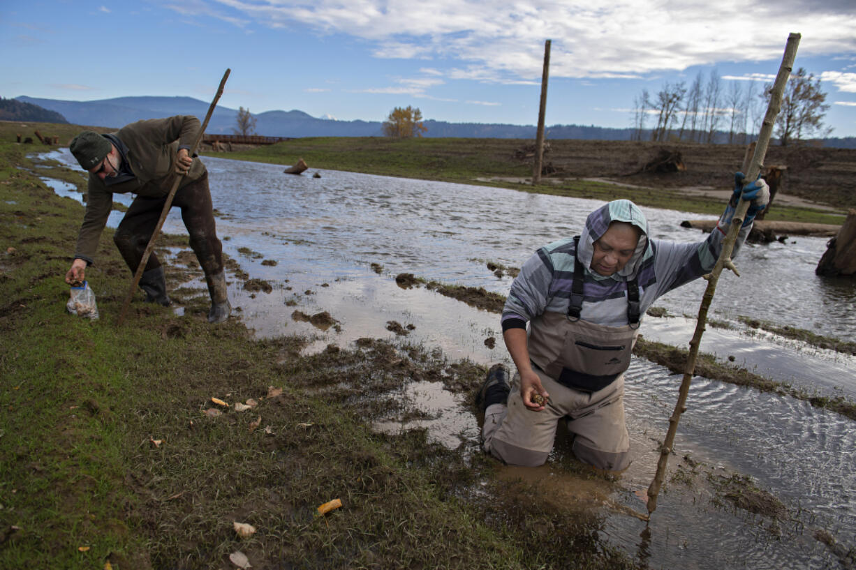 Doug Kreuzer, Lower Columbia Estuary Partnership restoration ecologist, joins Alvey Seeyouma, a member of the Hopi tribe also working with the partnership, as they plant wapato in the cold, muddy area along Gibbons Creek at Steigerwald Lake National Wildlife Refuge on Monday afternoon. At top, Lower Columbia Estuary Partnership principal restoration ecologist Curtis Helm holds wapato. The native plant once was an important part of local diets.