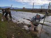 Doug Kreuzer, Lower Columbia Estuary Partnership restoration ecologist, joins Alvey Seeyouma, a member of the Hopi tribe also working with the partnership, as they plant wapato in the cold, muddy area along Gibbons Creek at Steigerwald Lake National Wildlife Refuge on Monday afternoon. At top, Lower Columbia Estuary Partnership principal restoration ecologist Curtis Helm holds wapato. The native plant once was an important part of local diets.