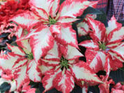 This is one of the newest colors of poinsettia.