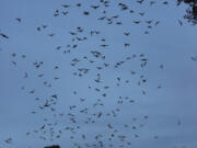 Thousands of bats fly out from a bat house at dusk, at the University of Florida. Bats pose the biggest rabies threat in the U.S., according to the Centers for Disease Control and Prevention.