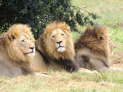 All 11 of the African lions living at the Denver Zoo have tested positive for COVID-19.