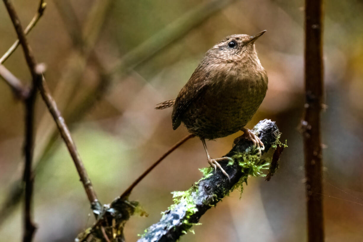 A perching Pacific wren.