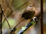 A perching Pacific wren.