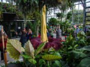 The rare Amorphophallus titanum -- better known as the corpse plant -- bloomed on Halloween evening, Oct. 31, 2021 at the San Diego Botanic Garden for the first time since 2018 in Encinitas, California. Thousands of spectators are expected to witness the bloom that only lasts 48 hours.