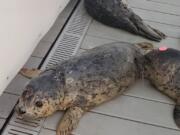 The second of two rescued harbor seals was released Wednesday at Seafarer’s Memorial Park in Anacortes. The Veterinary Specialty Center of Seattle performed eye surgeries on both seals, which were found abandoned with severe upper eyelid trauma.