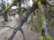 Mark Thalman of Redmond, Ore., rides his mountain bike along a singletrack trail at Maston in Central Oregon.