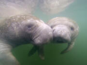 Florida had already set a record for manatee deaths in 2021. The toll has now officially surpassed 1,000. (Douglas R.