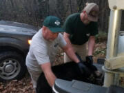 A bear cub wandering for days with a large jug stuck on its head has been rescued by North Carolina wildlife officials.