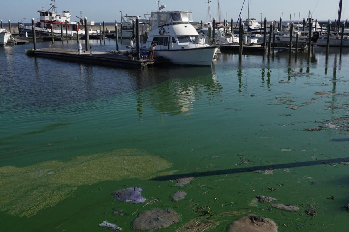 An algae bloom in the Pahokee Marina on Lake Okeechobee in Florida.