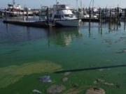 An algae bloom in the Pahokee Marina on Lake Okeechobee in Florida.