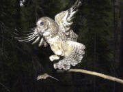 FILE - In this May 8, 2003, file photo, a Northern Spotted Owl flies after an elusive mouse jumping off the end of a stick in the Deschutes National Forest near Camp Sherman, Ore. The Trump administration has slashed more than 3 million acres of protected habitat for the northern spotted owl in Oregon, Washington and northern California, much of it in prime timber locations in Oregon's coastal ranges. Environmentalists are accusing the U.S. Fish and Wildlife Service under President Donald Trump of taking a "parting shot" at protections designed to help restore the threatened owl species.